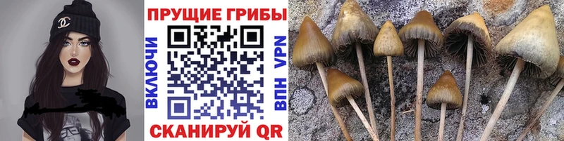 дарк нет наркотические препараты  Калач  Галлюциногенные грибы Psilocybe  даркнет сайт 